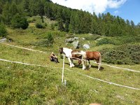 20170819 130007  Horses on our way to the highest trail-accessible peak in CH