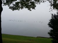 20170903 082437  Geese on a foggy morning