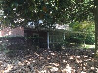 IMG 2420  Magnolia out front