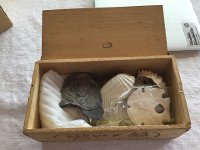 IMG 2469  shells from ?