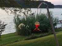 IMG 2535  and the hummingbirds