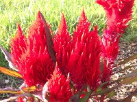 IMG 5493  amaranthus