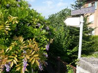 20170803 102816  Second bloom of wisteria on the way to the station