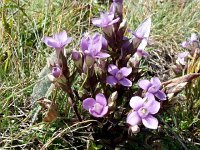 20170803 144115  more gentiane-like flower