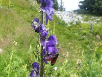 20170803 154902  saw this fly first in the Mercantour
