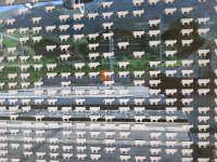 20170803 175623  cowz on the bank in Chateau d&#39;Oex