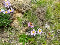 20170804 135059  butterfly on the way down to Bendolla