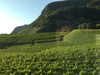 IMG 2093  vineyards around Aigle