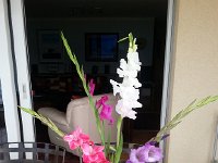 20170809 105629  Gladiolas from the garden