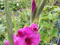 20170811 101819  11 August gladiolas in garden
