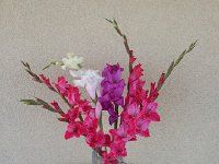 20170816 095150  16 Aug - more gladiolas