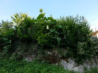 20170817 182507  exactly how I wanted the squashes to grow