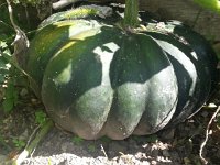 20170818 114328  pumpkin