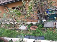 20170819 095846  19 August - dégats from windstorm