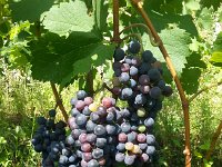 20170823 161017  23 August grapes ripening