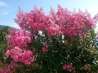 20170823 161105  blossoms