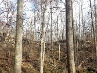 20171213 134919  Middle America forest