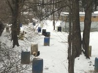 IMG 4712  cocks, for cock fighting?