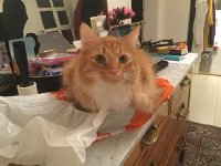 IMG 4755  fuzzy kitty, not to be eaten