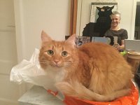 IMG 4756  joining the Black Cat