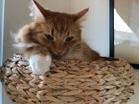 IMG 6128  Woody hangs out in his perch