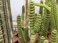 IMG 0140  such strange shapes!