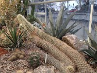 IMG 0143  decumbent logs