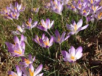 IMG 4204  The hockus pockus flowers (Val calls them) are out