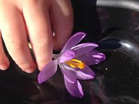 IMG 4208  Crocus close up