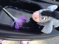 IMG 4210  Crocus and Eeyore