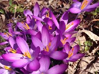 IMG 4213  Dark crocus