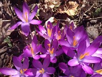 IMG 4214  Dark crocus