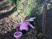 IMG 1418  More eggs?