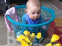 IMG 4327  Liam and daffodils