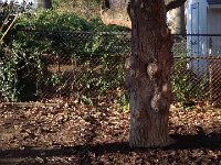 IMG 3735  Then mom and dad came back! Time to swing!