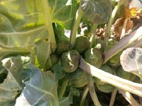 20170218 153919  a detail from the garden - more brussel sprouts