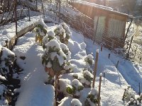 20170111 100253  Suspended Brussel sprouts