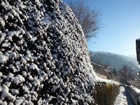20170111 101020  Cotoneaster sous neige