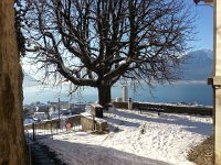 20170111 101414  Our chestnut tree