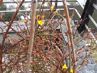 20170131 140828  31 Jan - Jasmine blooming despite frigidity!