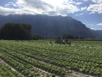 IMG 1494  harvesting