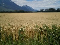 IMG 20170712 104238  ready to harvest too