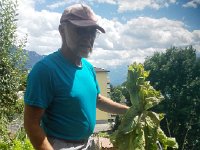 IMG 20170712 153039  at the garden harvesting bolting lettuce