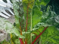 IMG 20170712 155058  nice looking chard