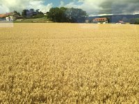 IMG 1516  through the wheat fields