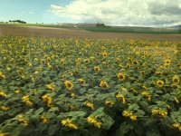 IMG 1518  and sunflower fields