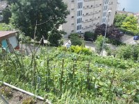 IMG 20170714 123730  Visiting the garden