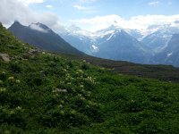 20170718 111643  Thistles and glaciers