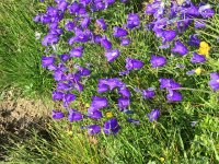 IMG 1717  campanula spp.