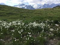 IMG 1722  Arctic cotton